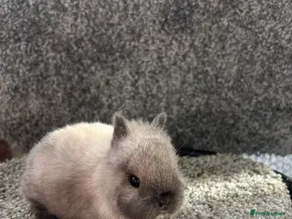 Netherland Dwarf rabbits Seal point Netherland dwarf - Advert 1