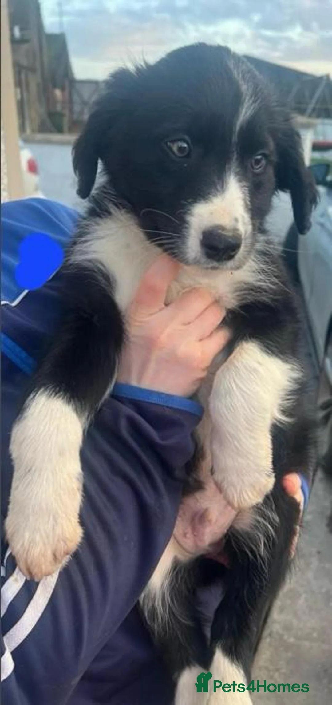Border Collie dogs for sale: Border collie for sale female/male  in Rickmansworth - Advert 5