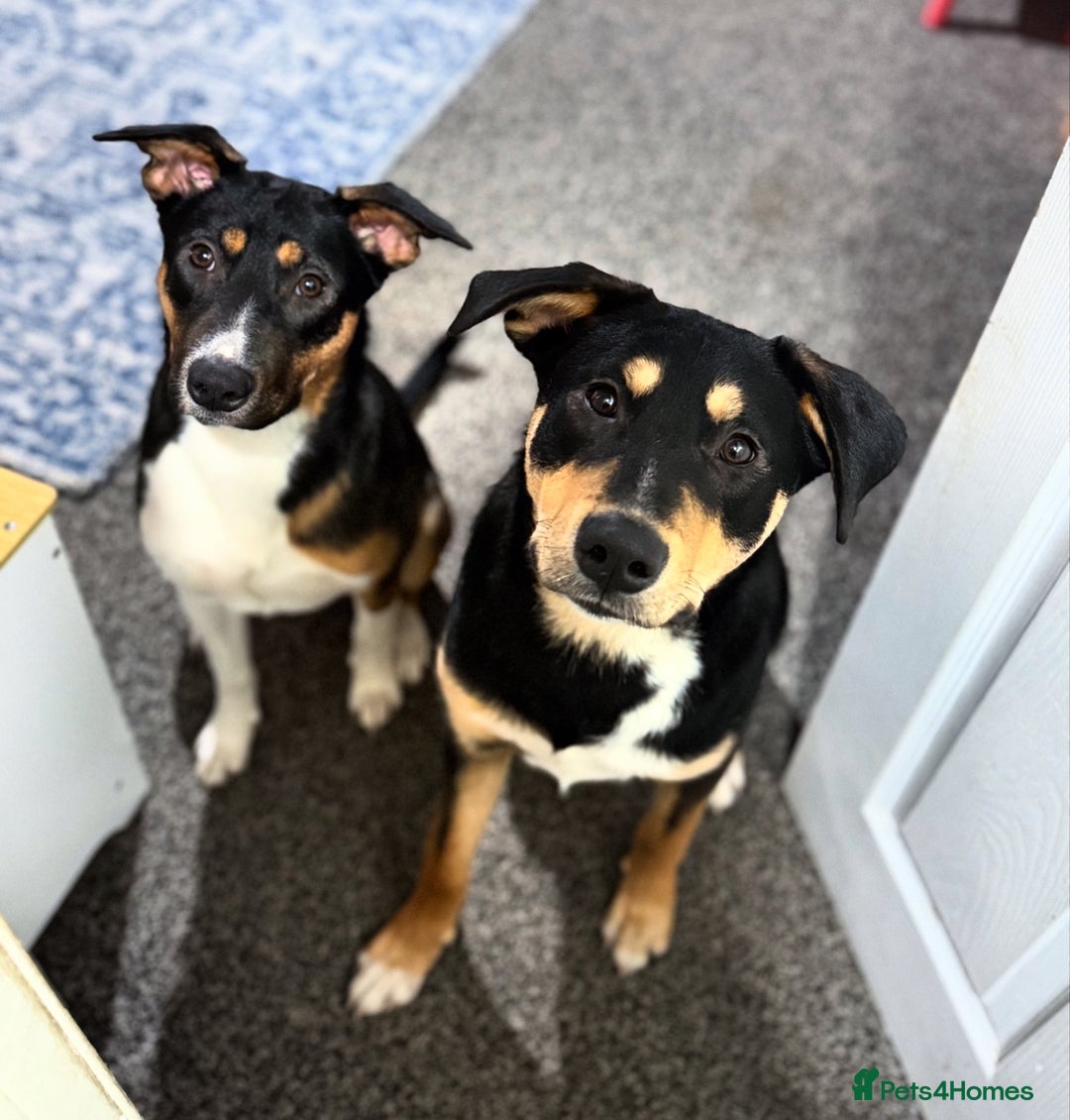 Mixed Breed dogs for sale: Our beautiful boy Koda💙 - Advert 11