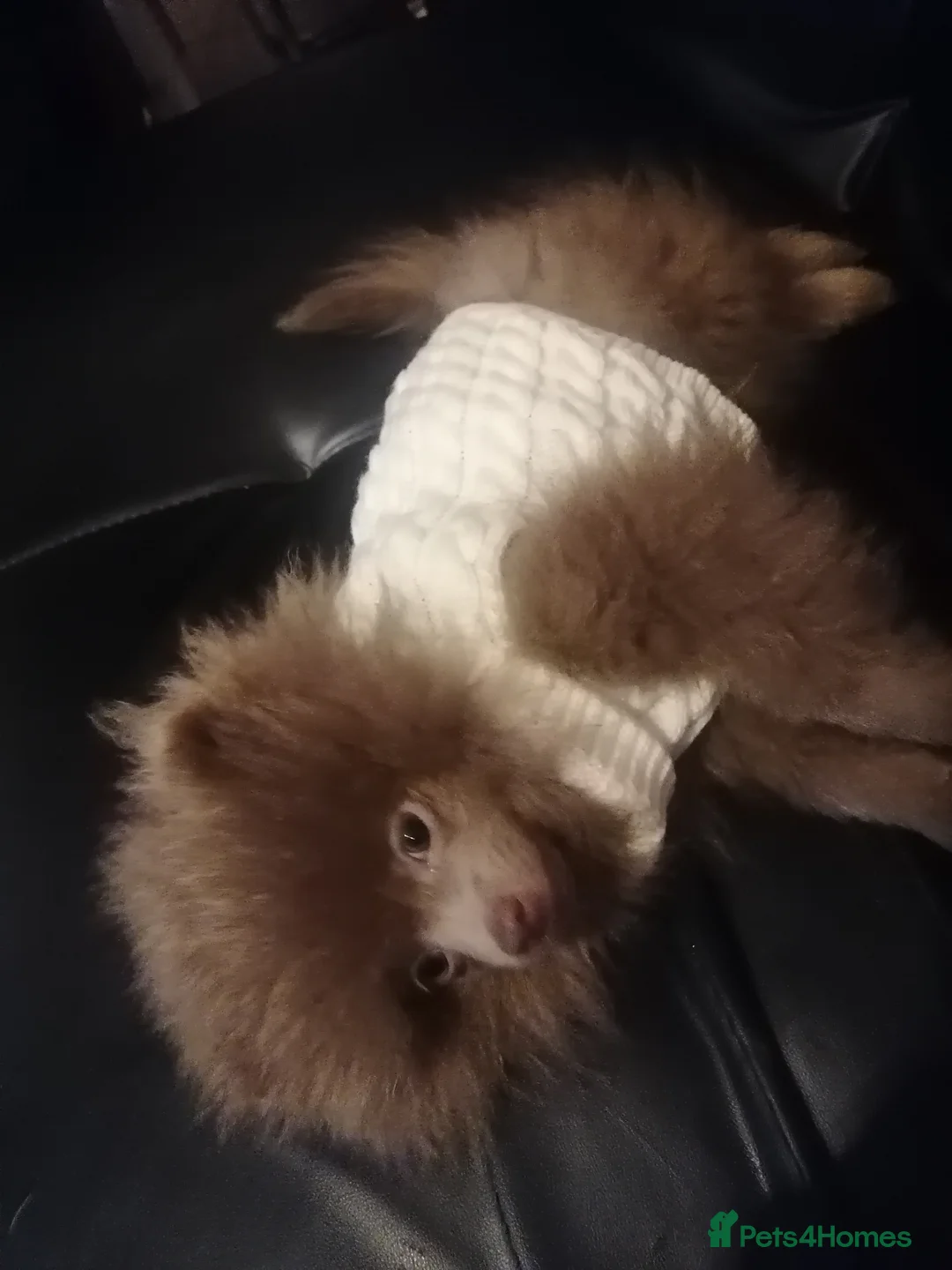 Pomeranian dogs for sale: Antonio  in Manchester - Advert 2