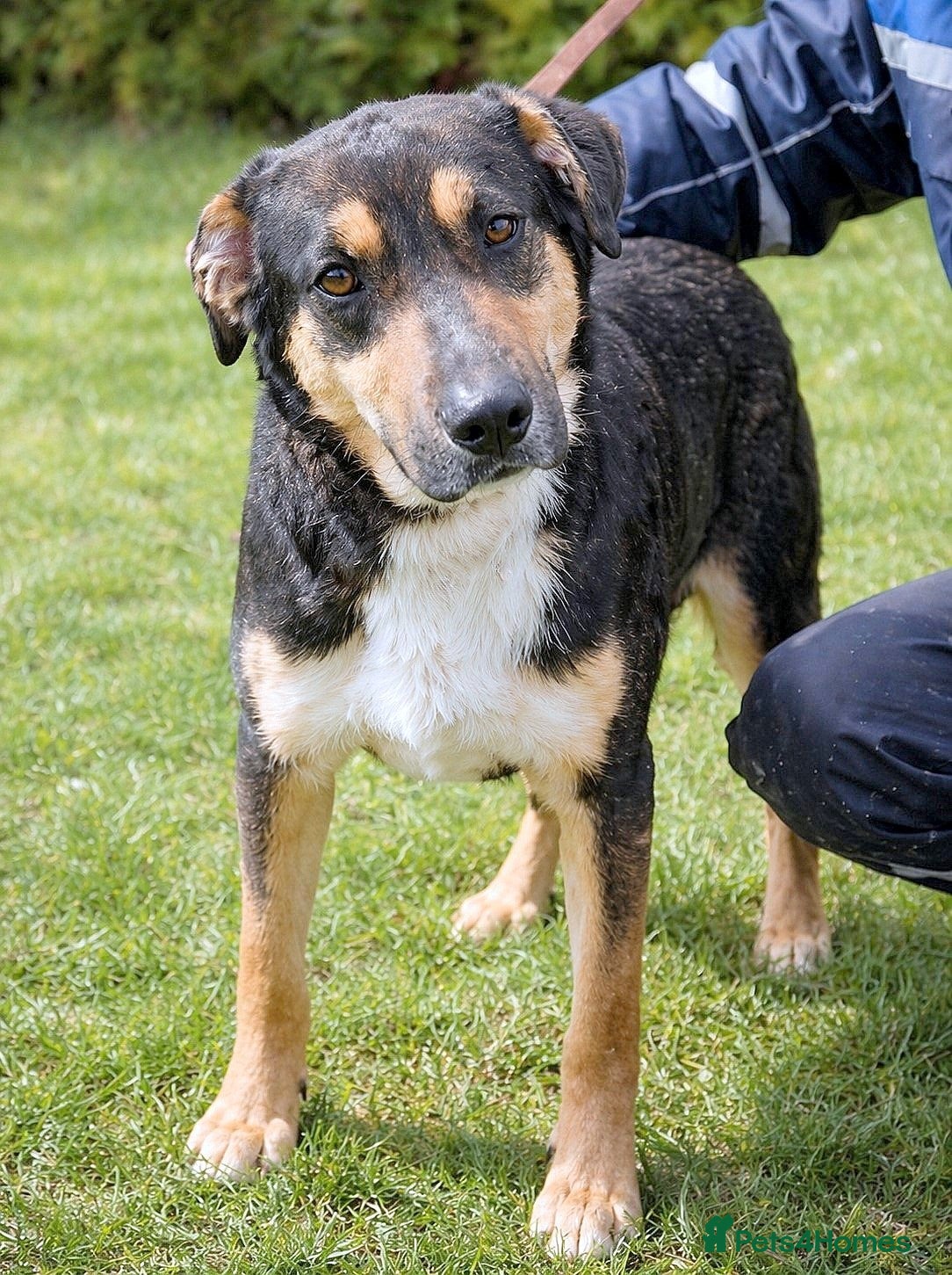 Mixed Breed dogs OLLIE A Stunning 3-Colour Boy with Aussie Charm ❤️ - Advert 16