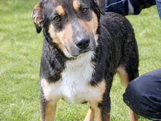 Mixed Breed dogs OLLIE A Stunning 3-Colour Boy with Aussie Charm ❤️ - Advert 16