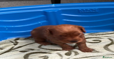 Cockapoo dogs - Advert 12