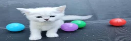 British Shorthair cats for sale: BRITISH SHORTHAIR KITTEN BLUE EYES  - Advert 6
