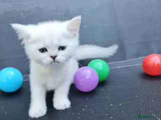British Shorthair cats BRITISH SHORTHAIR KITTEN BLUE EYES - Advert 1