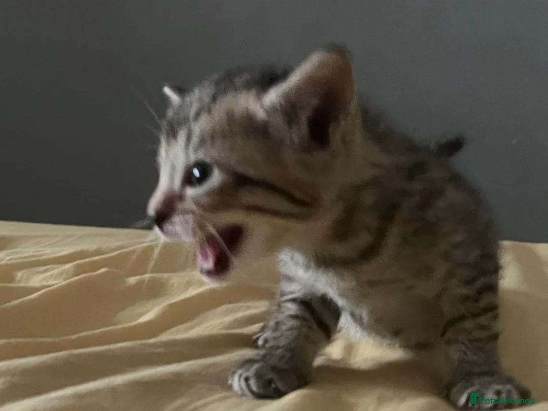European cats for sale: 4 cute kittens in Bracknell - Advert 2