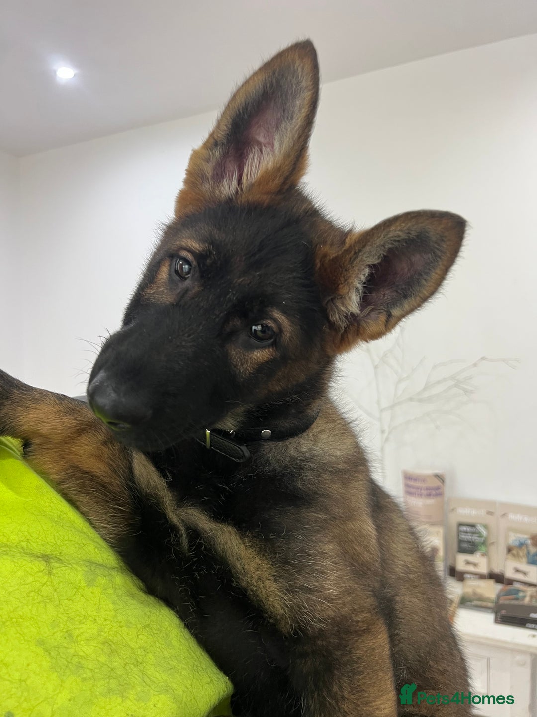 German Shepherd dogs for sale: Czechoslovakian German shepherd working line - Advert 5
