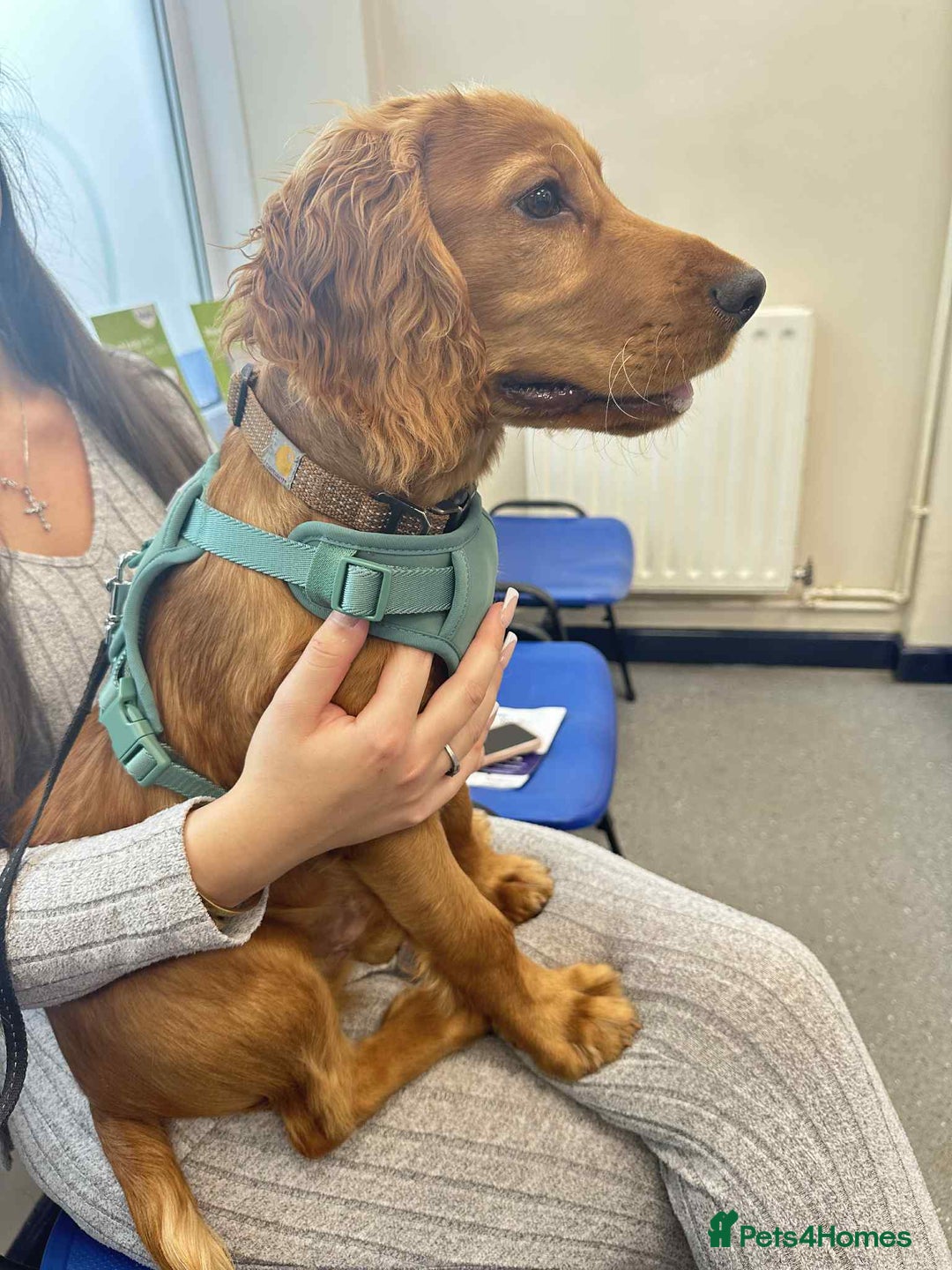 Cocker Spaniel dogs for sale: Working Cocker Spaniel 6mths old - Image 3