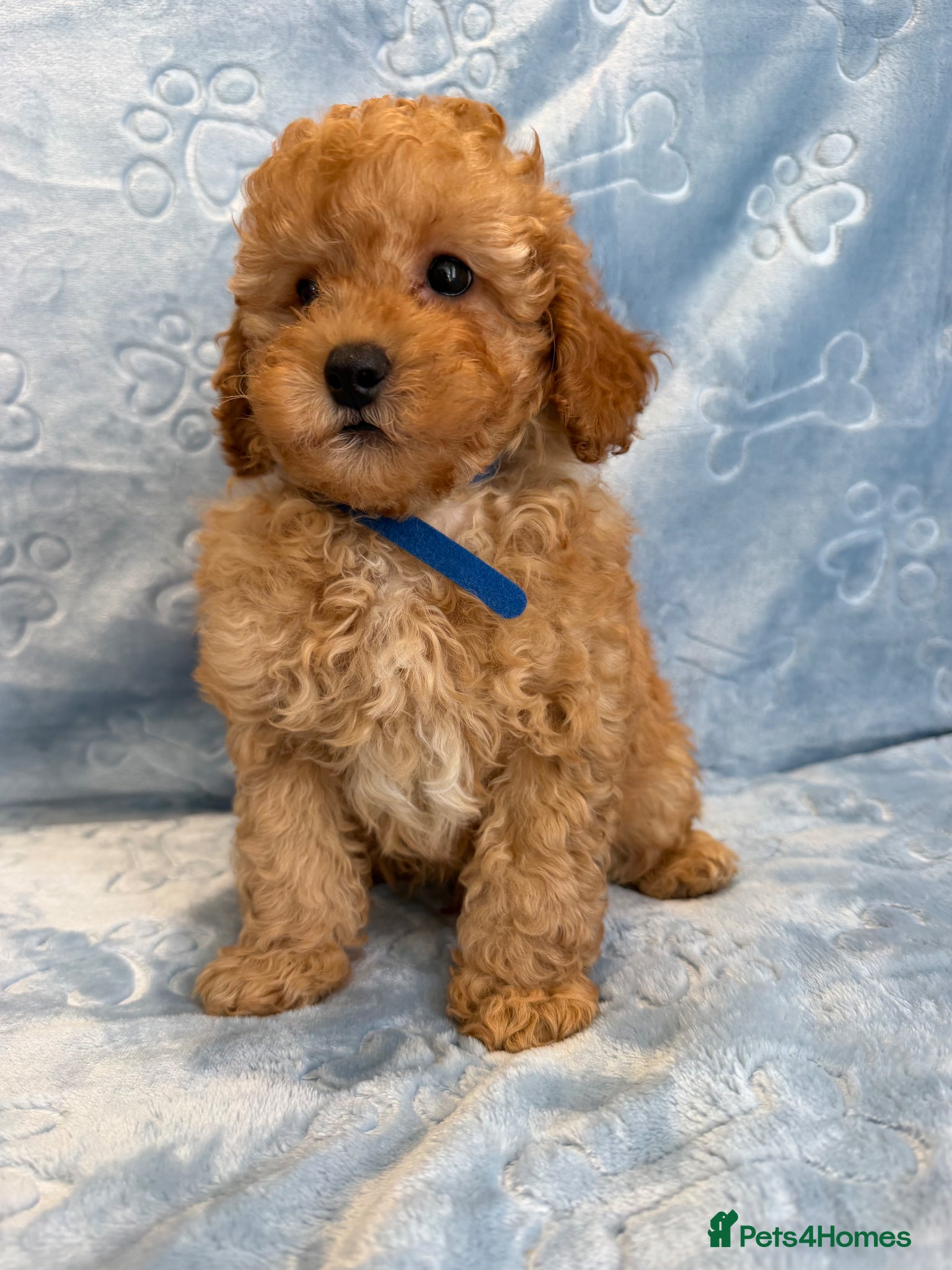 Toy Poodle dogs Beautiful health tested toy poodles  - Advert 1