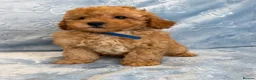 Toy Poodle dogs for sale: Beautiful health tested toy poodles  - Advert 19