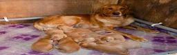 Golden Retriever dogs for sale: GOLDEN RETREVER PUPPIES in Worksop - Advert 2