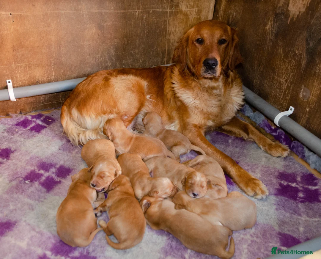 Golden Retriever dogs for sale: GOLDEN RETREVER PUPPIES in Worksop - Advert 2