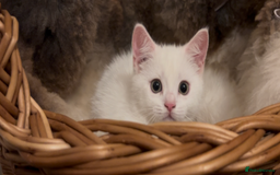 Munchkin cats for sale: Sweet Munchkins 🤗 - Image 14