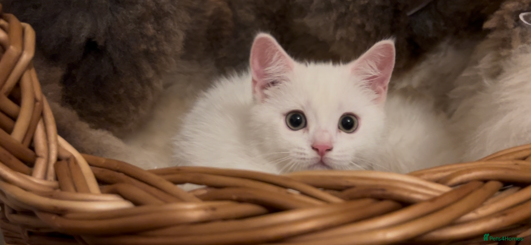 Munchkin cats for sale: Sweet Munchkins 🤗 - Image 14