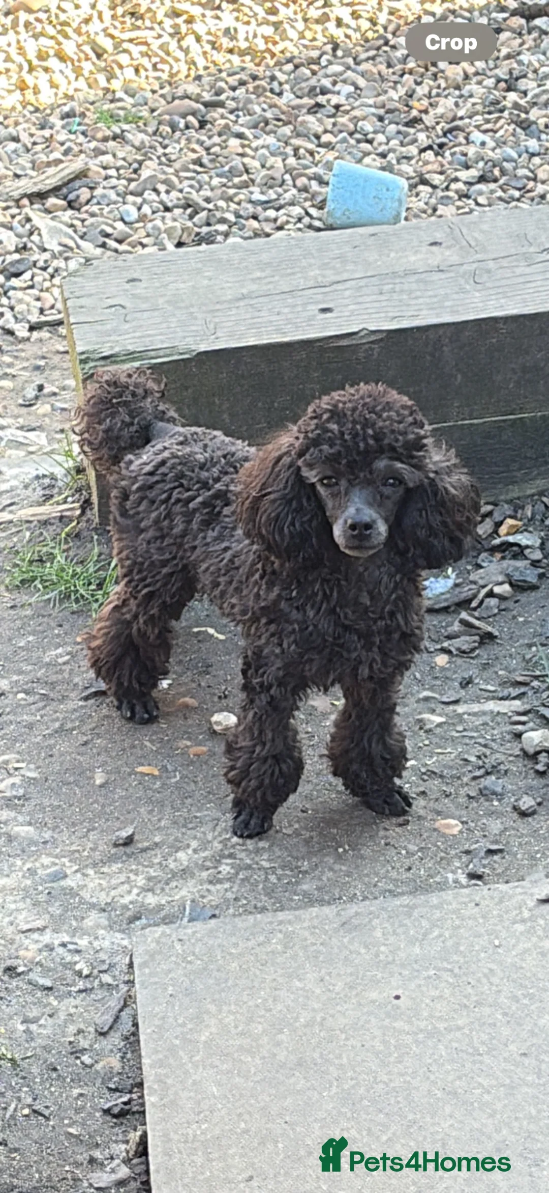 Toy Poodle dogs for sale: 2 Stunning toy poodle females  - Advert 2