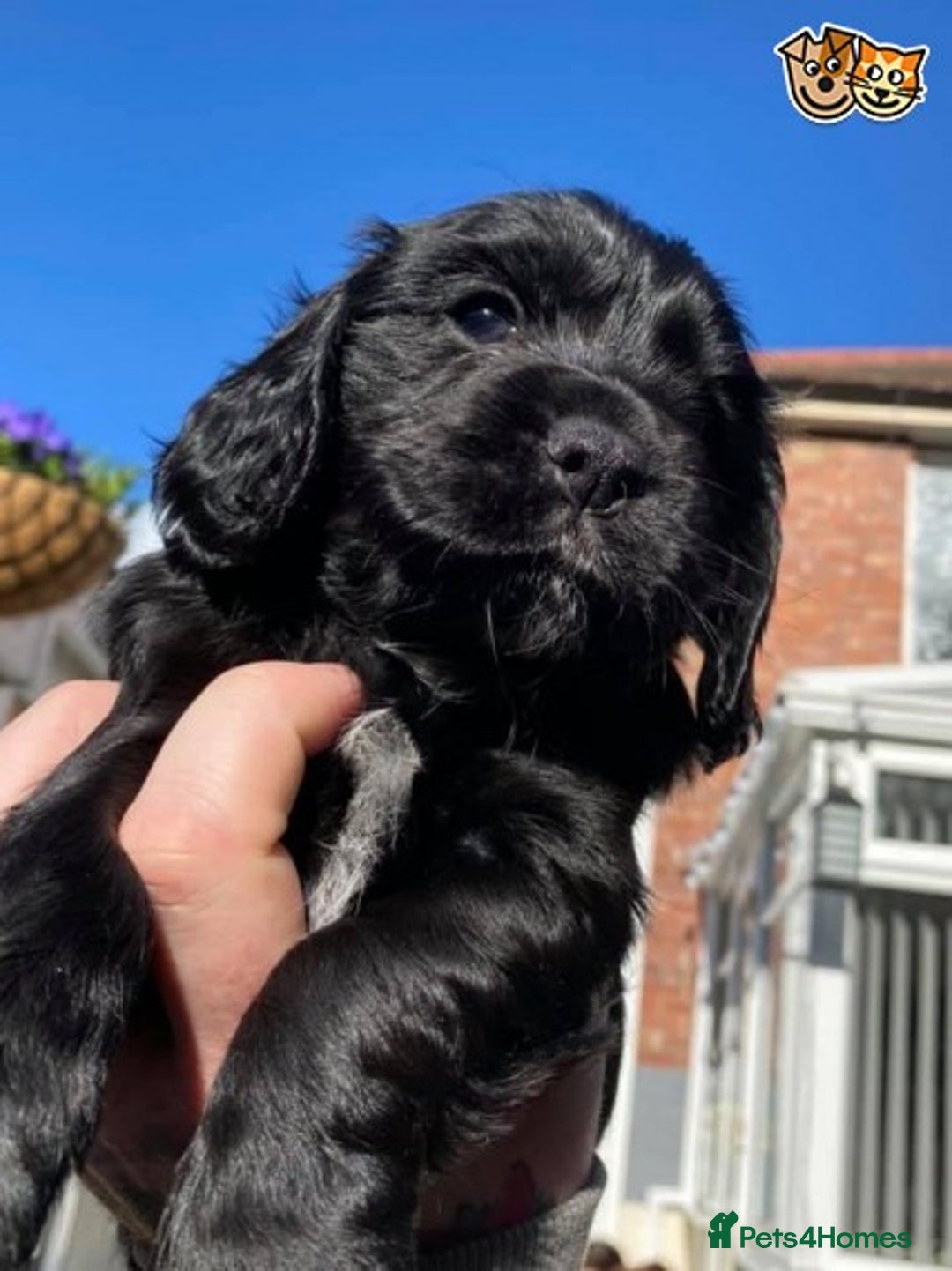 Cocker Spaniel dogs for stud: AT STUD PROVEN CHOC ROAN COCKER KC REG in Gateshead - Advert 3