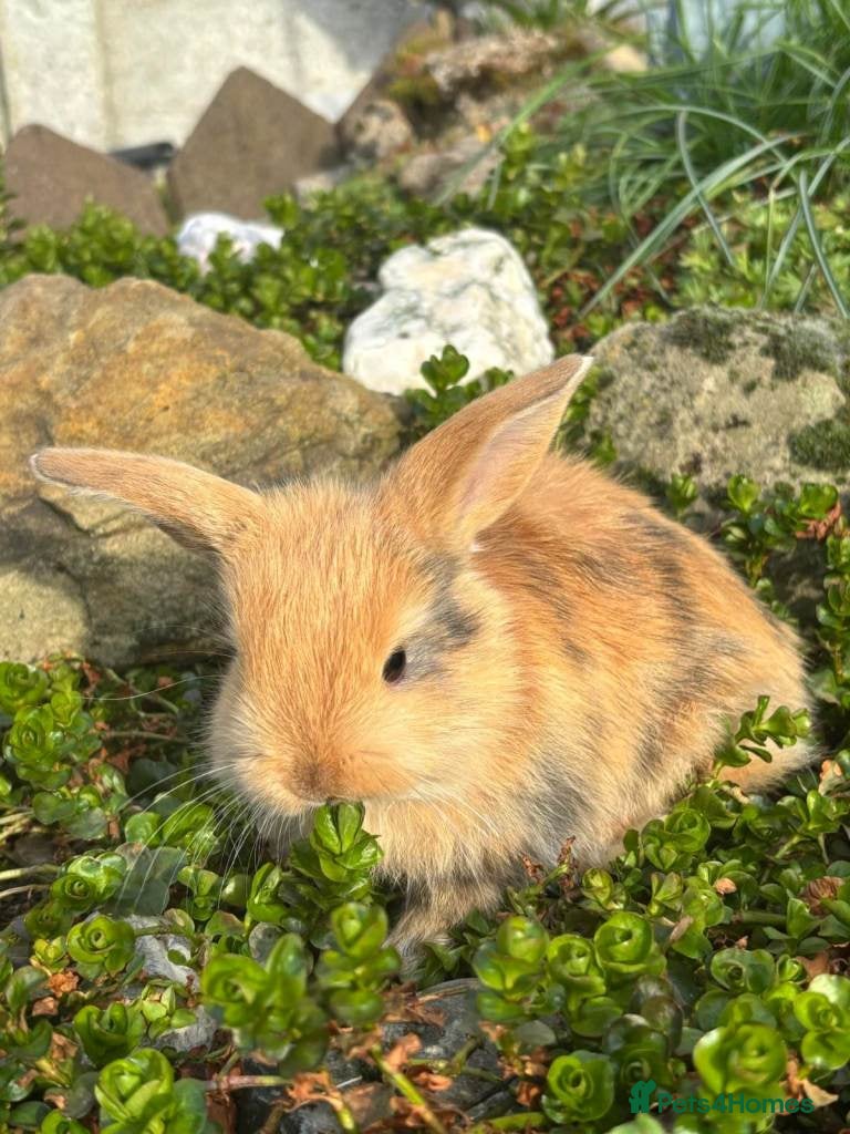 Mixed Breed rabbits 2 female mini lops - Advert 8