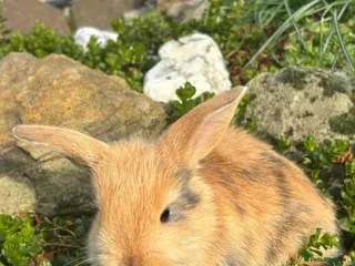 Mixed Breed rabbits 2 female mini lops - Advert 8