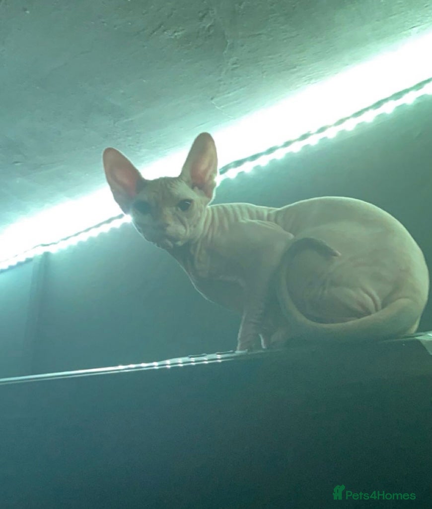 Sphynx cats sphynx (cleo) - Advert 13