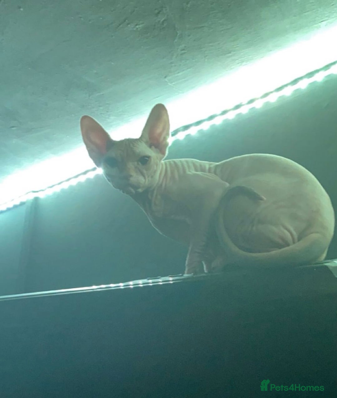 Sphynx cats for sale: sphynx (cleo) - Advert 1