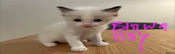 Ragdoll cats for sale: GCCF mom’s pure ragdoll kittens sale in London  - Advert 10
