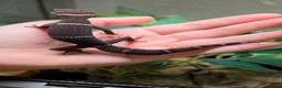 Gecko reptiles for sale: Chinese Cave Gecko and Exo Terra enclosure - Advert 4