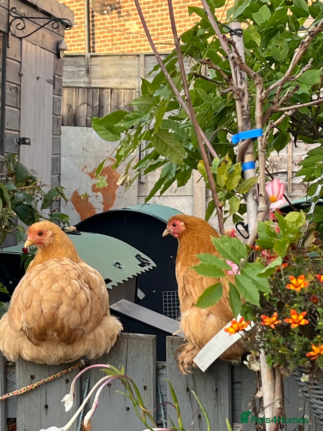 Chickens poultry for sale: 💕Bantam Pekins for sale 2025 birds 💕 - Image 1