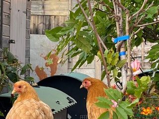 Chickens poultry - Advert 28