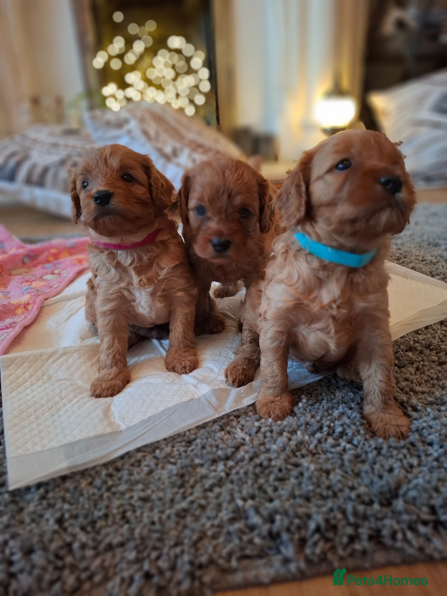 Cavapoo dogs Beautiful F1 Cavapoo Boys Available 🐶❤️ apricot - Advert 1