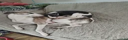 Whippet dogs for sale: Beautiful KC registered whippet puppies  - Advert 9