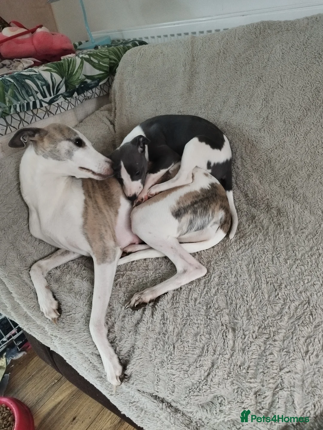 Whippet dogs for sale: Beautiful KC registered whippet puppies  - Advert 9