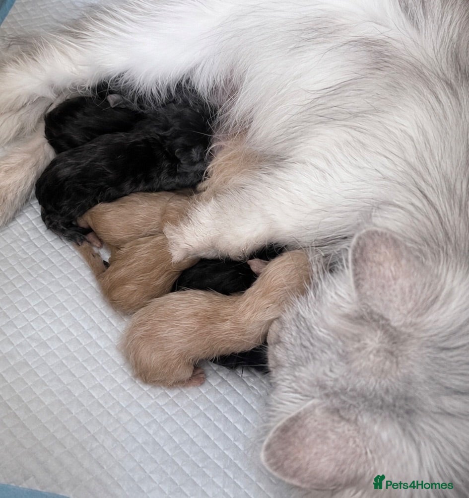 Maine Coon cats Maine coon kittens  - Advert 1