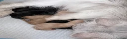 Maine Coon cats for sale: Maine coon kittens  - Advert 1
