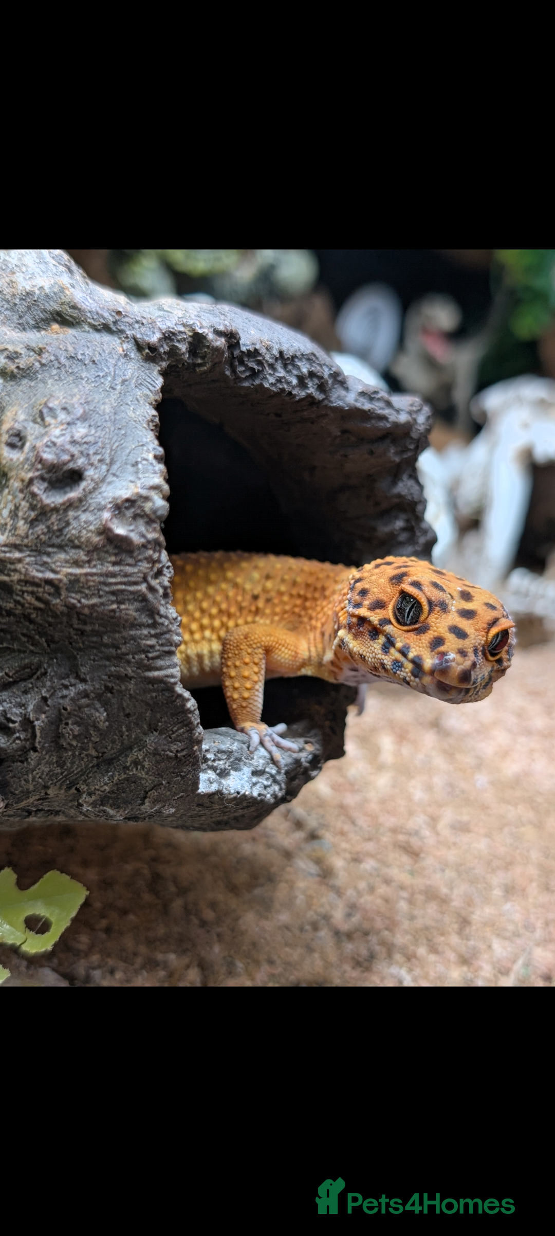 Leopard Gecko reptiles for sale: Loving Leopard Gecko Needs New Home - Meet Betty! - Advert 3
