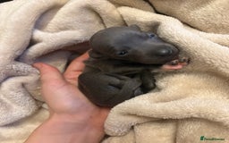 Italian Greyhound dogs for sale: KC Italian Greyhound Puppies  - Image 9