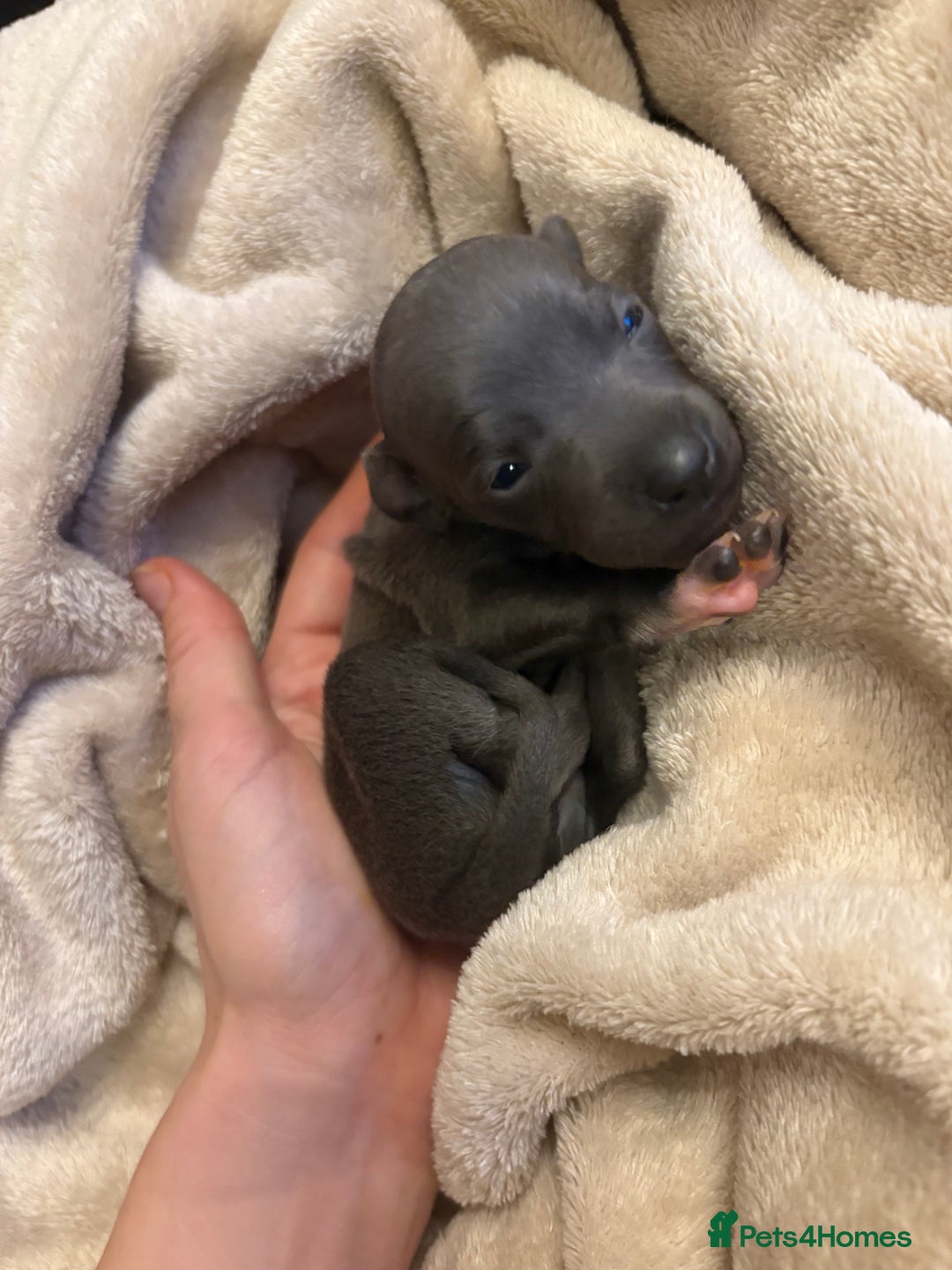Italian Greyhound dogs for sale: KC Italian Greyhound Puppies  - Image 9