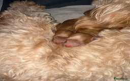 Cavapoo dogs for sale: Cavapoo puppies!!  - Image 4