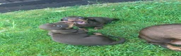Miniature Dachshund dogs for sale: Miniature dachshunds in Wells - Advert 14