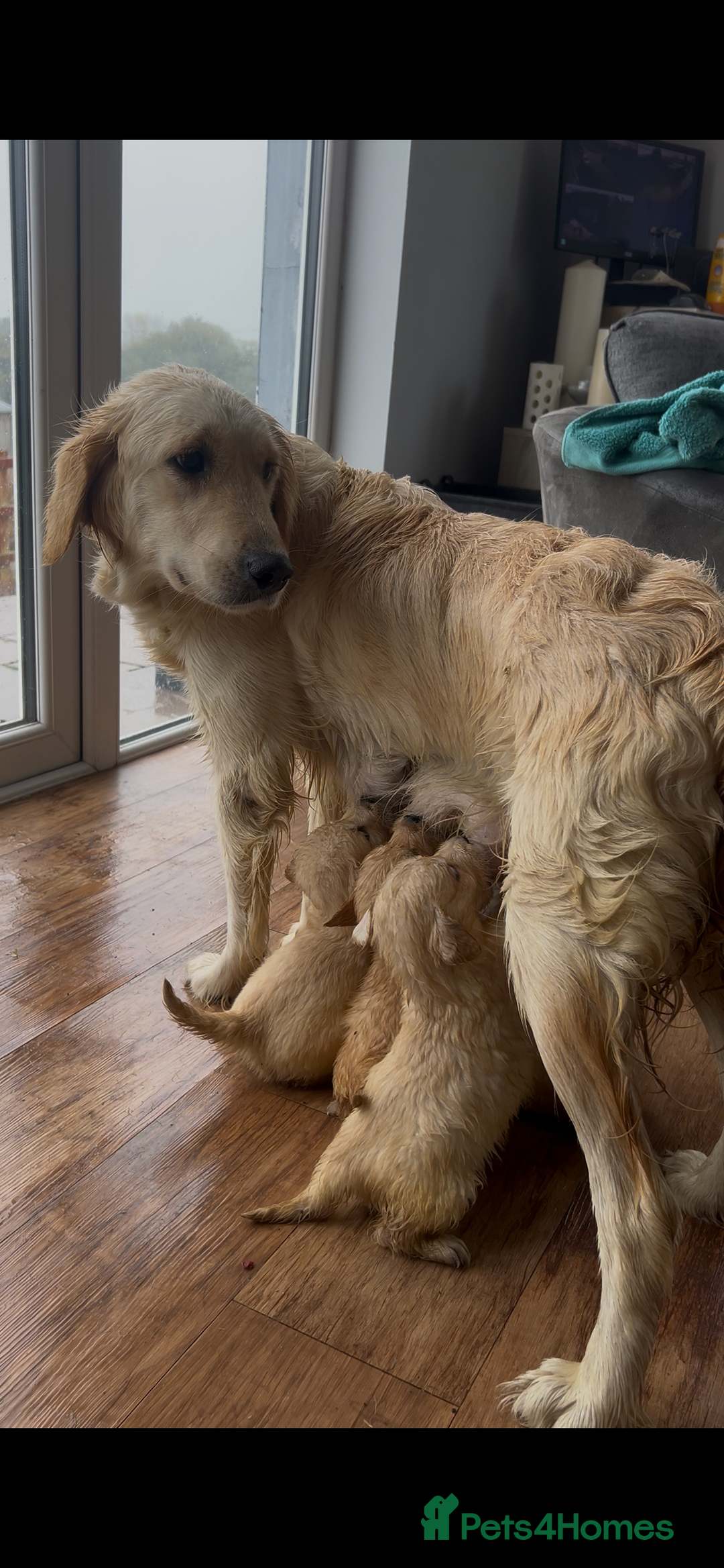 Golden Retriever dogs for sale: Beautiful golden retriever litter 🐶⭐️ - Image 36