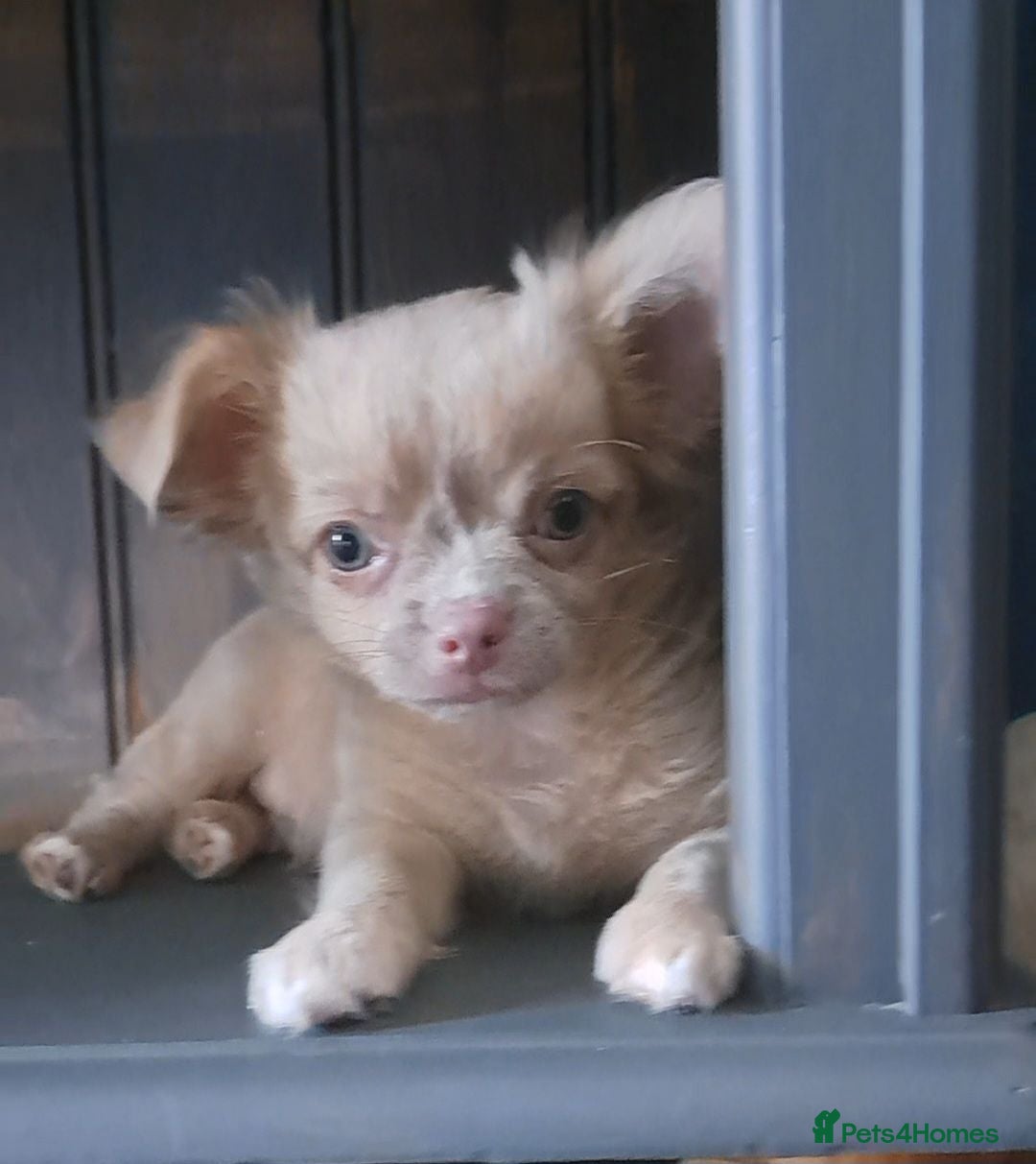 Chihuahua dogs 1 lilac & 1 black Long Coat Chihuahua male pups - Advert 3