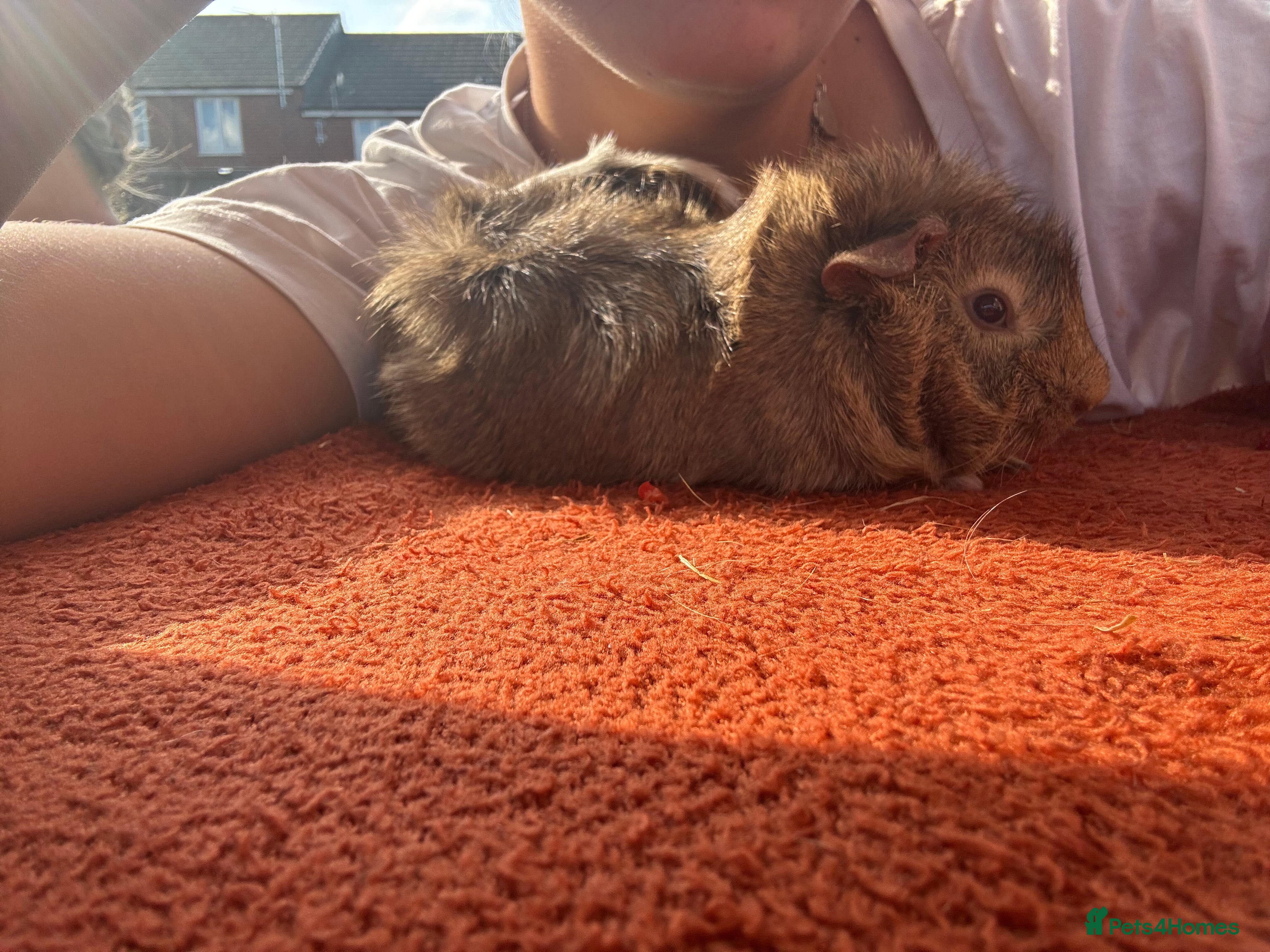 Guinea Pig rodents Male Guinea Pig  - Advert 1