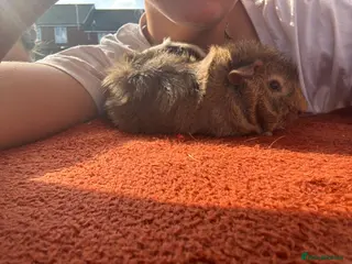 Guinea Pig rodents Male Guinea Pig - Advert 1
