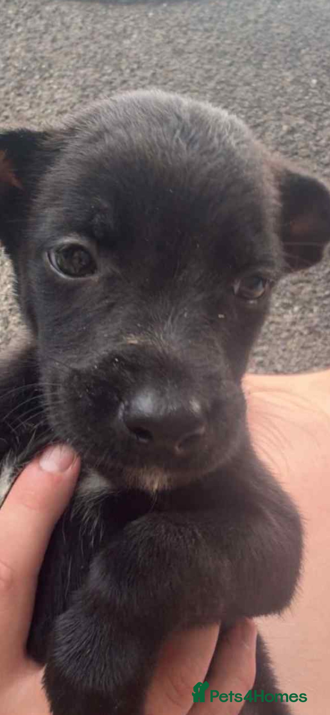 Mixed Breed dogs for sale: Wheaton bull greyhound puppies - Image 1