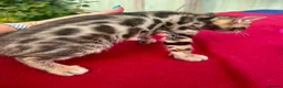 Keetso cats for sale: Superb rare polydactyl curled eared keetsos  - Advert 2