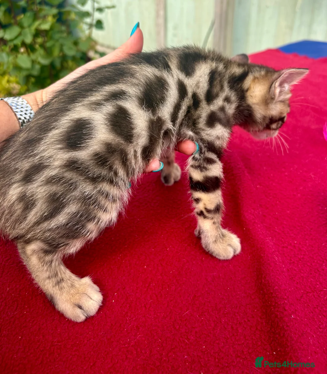 Keetso cats for sale: Superb rare polydactyl curled eared keetsos  - Advert 2
