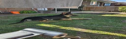 German Shepherd dogs for sale: Male German Shepherd  - Advert 5