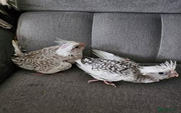 Cockatiels birds for sale: Hand tame cockatiel chicks  - Image 6