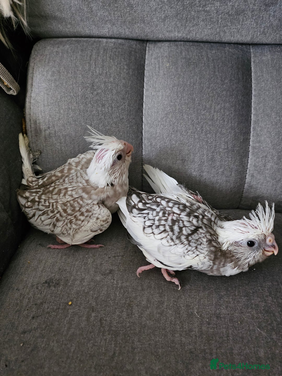 Cockatiels birds for sale: Hand tame cockatiel chicks  - Image 6