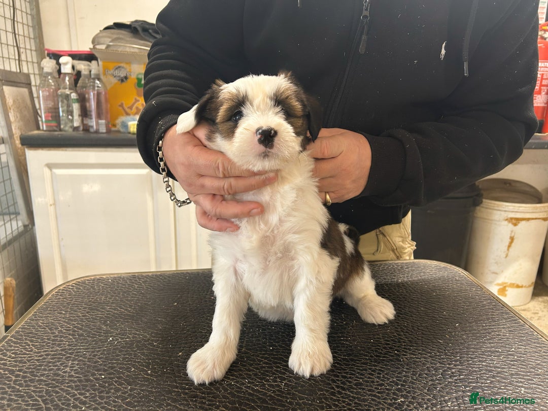 Tibetan Terrier dogs for sale: Araki Tibetan Terriers Puppies for Sale - Advert 10