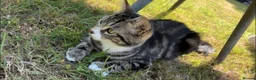 Mixed Breed cats for sale: Kittens ready to go - Advert 3